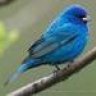 bluebird32